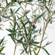 【直送】 【人工観葉植物】アスカ/オリーブ(ポット付) ナチュラル/A-51126-44 ※返品・代引・キャンセル不可