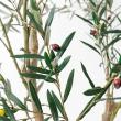 【直送】 【人工観葉植物】アスカ/オリーブ(ポット付) ナチュラル/A-51126-44 ※返品・代引・キャンセル不可
