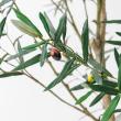 【直送】 【人工観葉植物】アスカ/オリーブ(ポット付) ナチュラル/A-51126-44 ※返品・代引・キャンセル不可