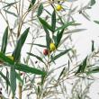 【直送】 【人工観葉植物】アスカ/オリーブ(ポット付) ナチュラル/A-51126-44 ※返品・代引・キャンセル不可