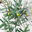 【直送】 【人工観葉植物】アスカ/オリーブ(ポット付) ナチュラル/A-51126-44 ※返品・代引・キャンセル不可