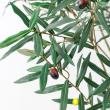【直送】 【人工観葉植物】アスカ/オリーブ(ポット付) ナチュラル/A-51126-44 ※返品・代引・キャンセル不可