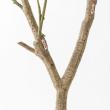 【直送】 【人工観葉植物】アスカ/オリーブ(ポット付) ナチュラル/A-51126-44 ※返品・代引・キャンセル不可