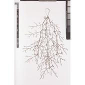 【造花】アスカ/グリッターツイッグスワッグ/AX60908