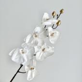 即日★【造花】アスカ/ベルベットコチョウラン×6 つぼみ×5 ホワイト/A-73458-1