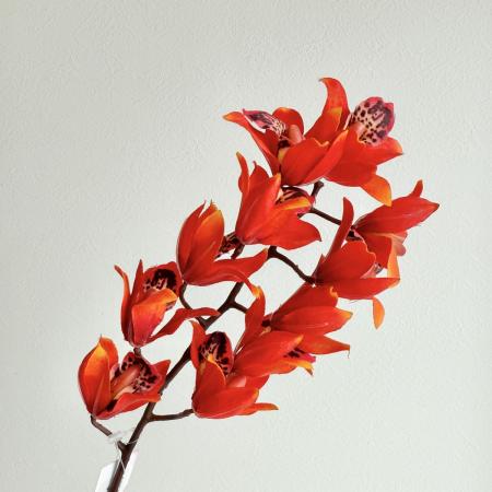 【造花】アスカ/premium collection シンビジューム×11 #030R オレンジレッド/AP03026-30R