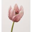 【造花】アスカ/premium collection チューリップ #055N モーブブラウン/AP03027-55N
