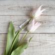 特価◎【造花】アスカ/premium collection チューリップ×2 #013 ライトピンク/AP03028-13