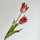 造花】アスカ/premium collection チューリップ×2 #013 ライトピンク