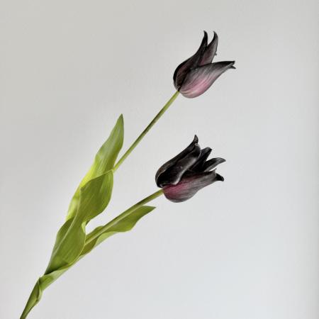 【造花】アスカ/premium collection チューリップ×2 #035E エッグプラント/AP03028-35E