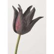 【造花】アスカ/premium collection チューリップ×2 #035E エッグプラント/AP03028-35E