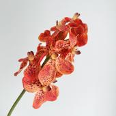 造花】アスカ/premium collection バンダオーキッド×17 #030 オレンジ