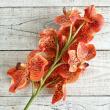 特価◎【造花】アスカ/premium collection バンダオーキッド×17 #030 オレンジ/AP03036-30