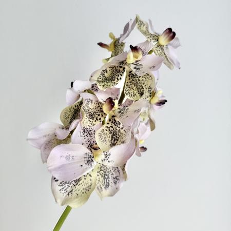 特価◎【造花】アスカ/premium collection バンダオーキッド×17 #052L グリーンラベンダー/AP03036-52L