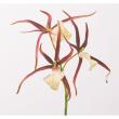 特価◎【造花】アスカ/premium collection スパイダーオーキッド×17 #015C/AP03038-15C