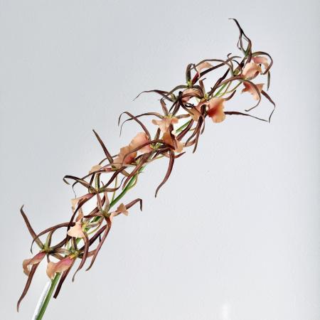 【造花】アスカ/premium collection スパイダーオーキッド×17 #038B ラストブラウン/AP03038-38B