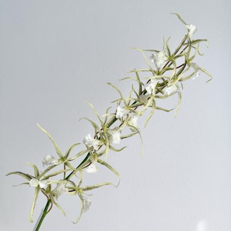 特価◎【造花】アスカ/premium collection スパイダーオーキッド×17 #053P グリーンパープル/AP03038-53P