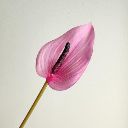 特価◎【造花】アスカ/premium collection アンスリウム #007B ライトパープル/AP03041-7B