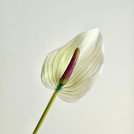 特価◎【造花】アスカ/premium collection アンスリウム #053P グリーンパープル/AP03041-53P