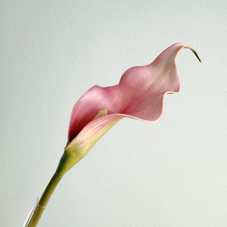 特価◎【造花】アスカ/premium collection カラーリリィ #013A コーラル/AP03042-13A