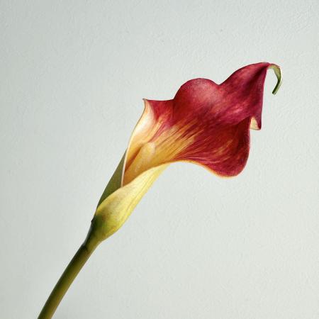 【造花】アスカ/premium collection カラーリリィ #030R オレンジレッド/AP03042-30R