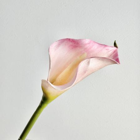 【造花】アスカ/premium collection カラーリリィ #013 ライトピンク/AP03043-13