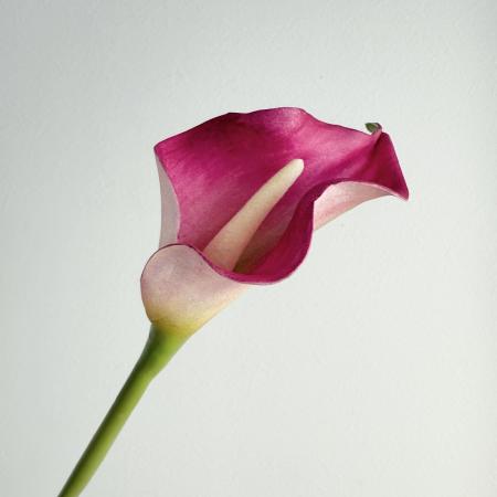 【造花】アスカ/premium collection カラーリリィ #026 フッシャ/AP03043-26