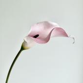 【造花】アスカ/premium collection カラーリリィ #007W パープルホワイト/AP03044-7W