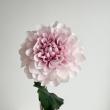 特価◎【造花】アスカ/premium collection ダリア #003L ピンクラベンダー/AP03050-3L