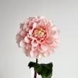 【造花】アスカ/premium collection ダリア #004S ソフトピーチ/AP03050-4S