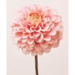 【造花】アスカ/premium collection ダリア #004S ソフトピーチ/AP03050-4S
