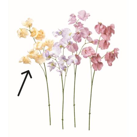 【造花】アスカ/スイトピー×10 #011H ハニークリーム(ナチュラル加工)/A-35382-11H