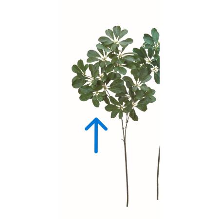 【造花】アスカ/シェフレラ #051A グリーン/A-44760-51A