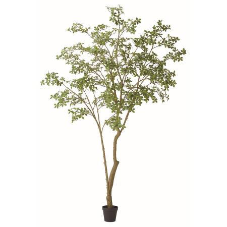 【直送】【人工観葉植物】アスカ/マダガスカルアーモンドツリー(ポット付)/A-51148-51A ※返品・代引・キャンセル不可