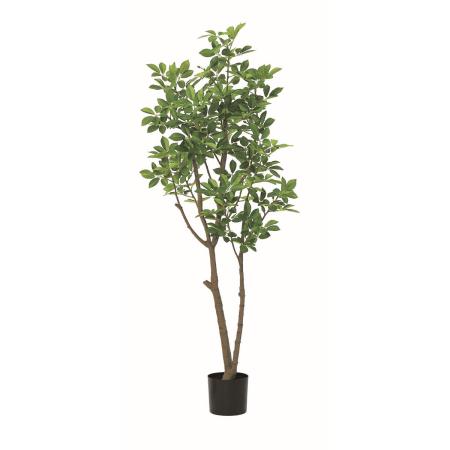 【直送】【人工観葉植物】アスカ/トランペットツリー(ポット付)/A-51170-51A ※返品・代引・キャンセル不可
