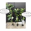 【直送】【人工観葉植物】アスカ/ゴムの木(ポット付)/A-51161-51A ※返品・代引・キャンセル不可