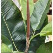 【直送】【人工観葉植物】アスカ/ゴムの木(ポット付)/A-51161-51A ※返品・代引・キャンセル不可