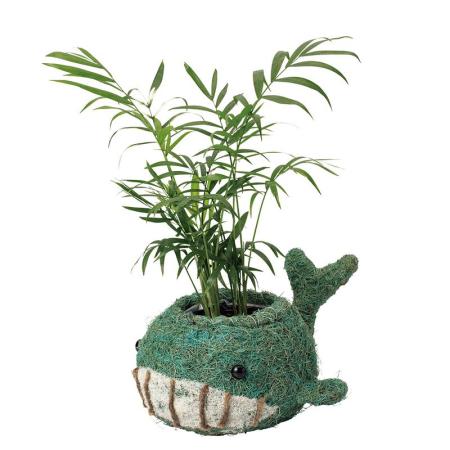 特価◎GREENHOUSE/ひだまりアニマルポット クジラ/5591