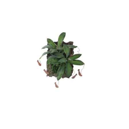 【人工観葉植物】東花/Stylish Green ウツボカズラ デコ/99556
