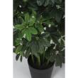 特価◎【直送】【人工観葉植物】東花/Stylish Green グリーンカポック/91827 ※返品・代引・キャンセル不可