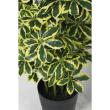 特価◎【直送】【人工観葉植物】東花/Stylish Green イエローカポック/91828 ※返品・代引・キャンセル不可
