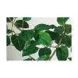 特価◎【直送】【人工観葉植物】東花/Stylish Green ベンガルボダイジュ FST/99114 ※返品・代引・キャンセル不可