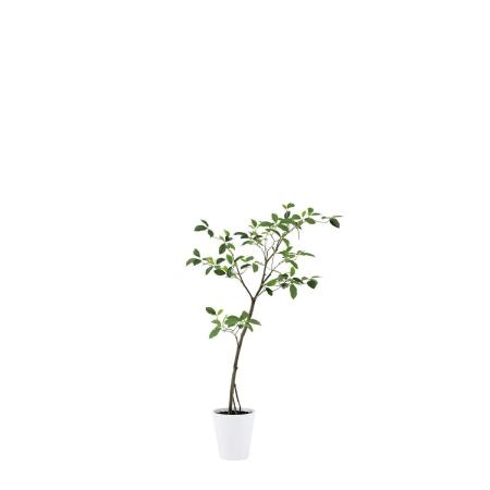 特価◎【直送】【人工観葉植物】東花/Stylish Green ガジュマル FST/91814 ※返品・代引・キャンセル不可