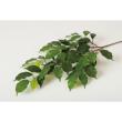特価◎【直送】【人工観葉植物】東花/Stylish Green フィッカスベンジャミナ/98518 ※返品・代引・キャンセル不可
