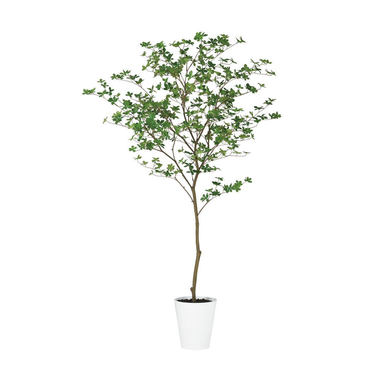 ドウダンツツジ/大株【現品発送】管理80173 特価◎【直送】【人工観葉植物】東花/Stylish Green ドウダンツツジ