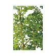 特価◎【直送】【人工観葉植物】東花/Stylish Green ゴールデンリーフ FST/98969 ※返品・代引・キャンセル不可