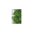 【人工観葉植物】東花/Stylish Green ピセアグラウカ/92418