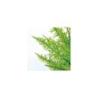 【直送】【人工観葉植物】東花/Stylish Green ゴールドクレストツリー/98838 ※返品・代引・キャンセル不可
