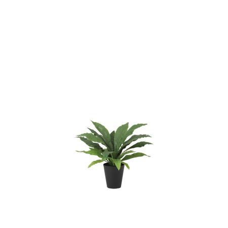 【人工観葉植物】東花/Stylish Green オオタニワタリ/99457