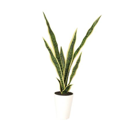 特価◎【直送】【人工観葉植物】東花/Stylish Green サンスベリア/91894 ※返品・代引・キャンセル不可